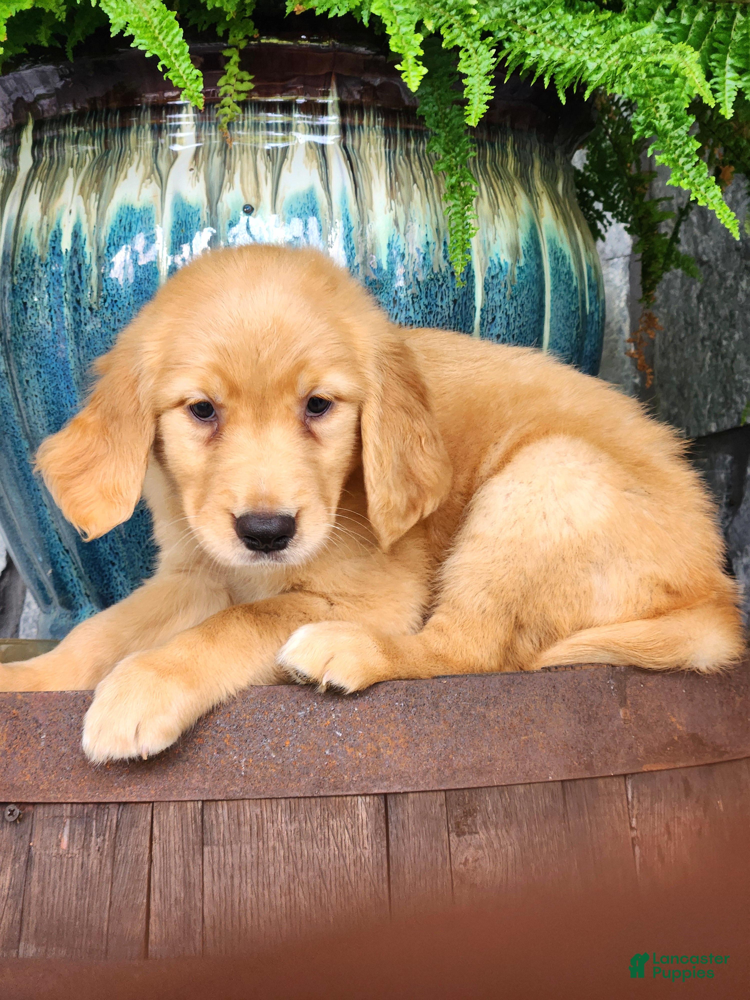 Golden Retriever dogs Stella - Ad 2