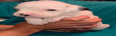 Marsh Mallow