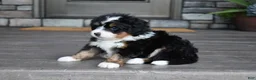 Mini Bernedoodle dogs for sale: Cody - Ad 4