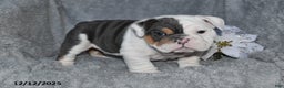 English Bulldog dogs for sale: Stanton - Ad 2