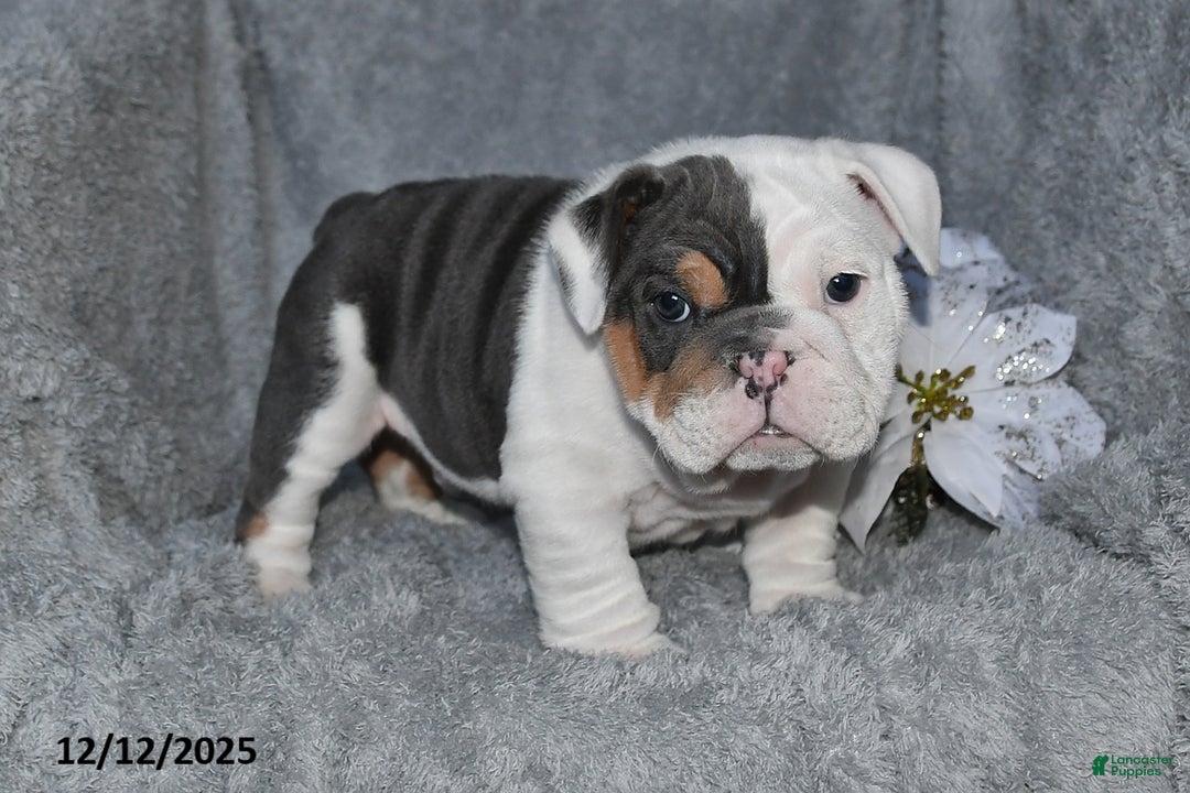 English Bulldog dogs for sale: Stanton - Ad 2