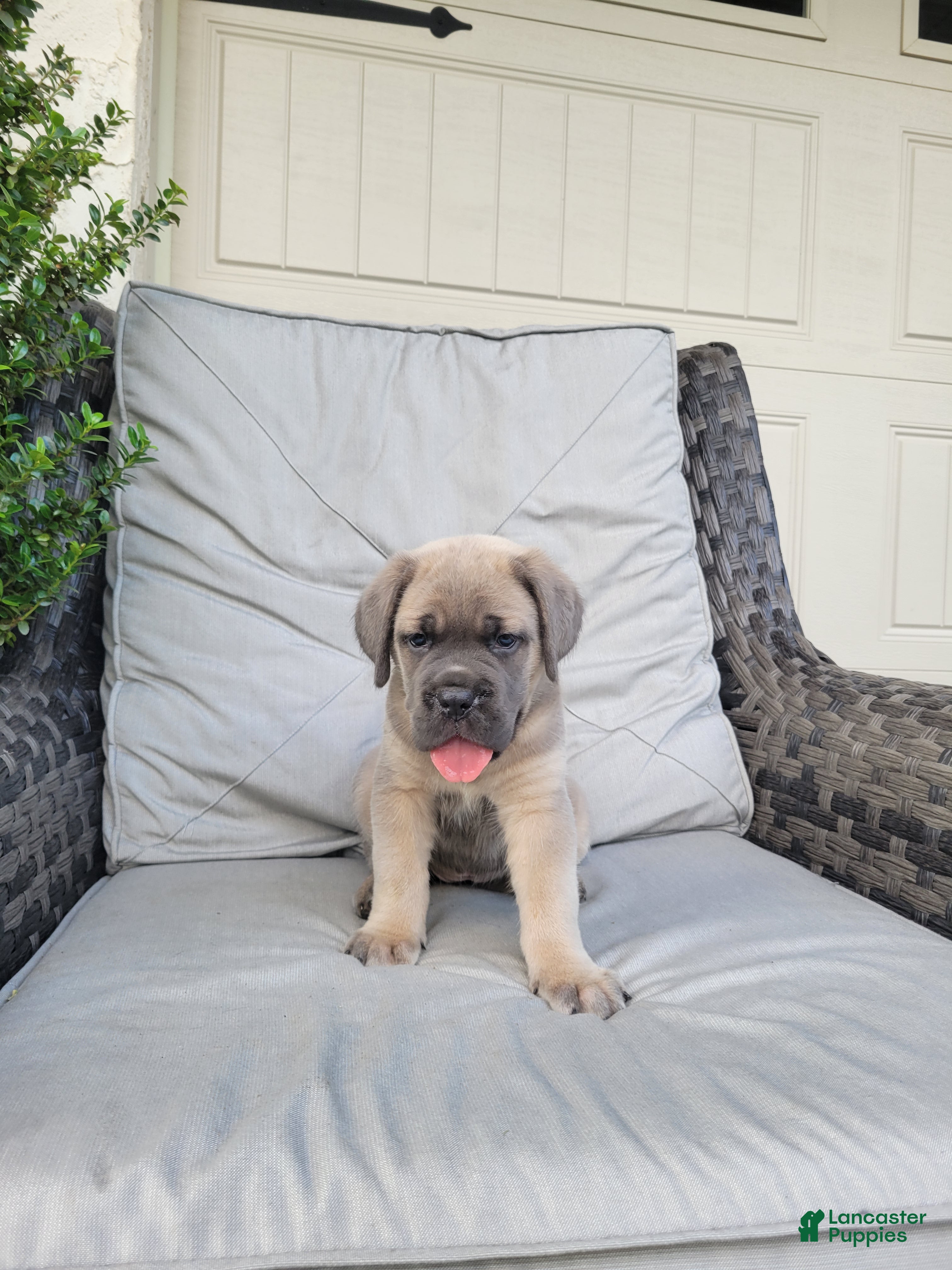 Cane Corso dogs Nova - Ad 1