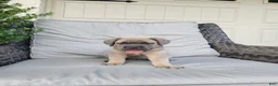 Cane Corso dogs for sale: Nova - Ad 1