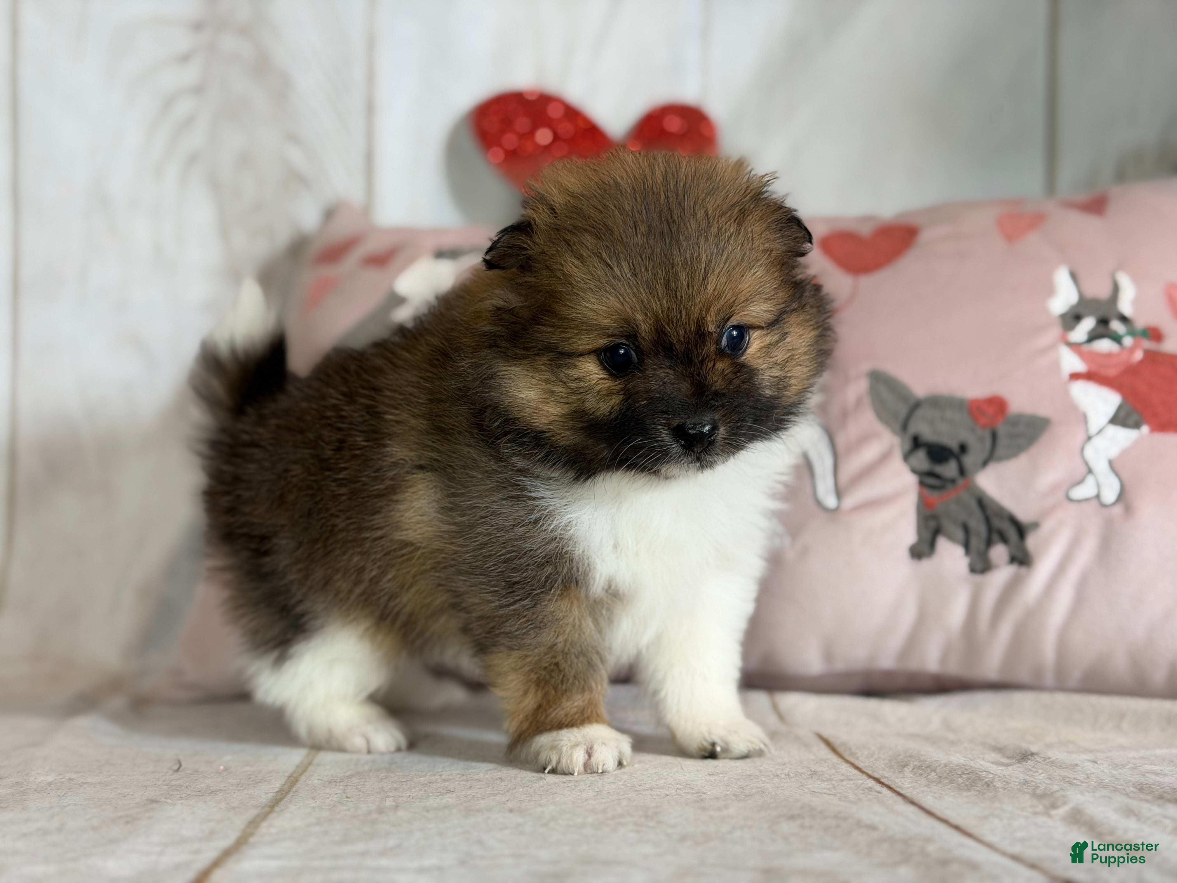 Pomeranian dogs Romeo  - Ad 6