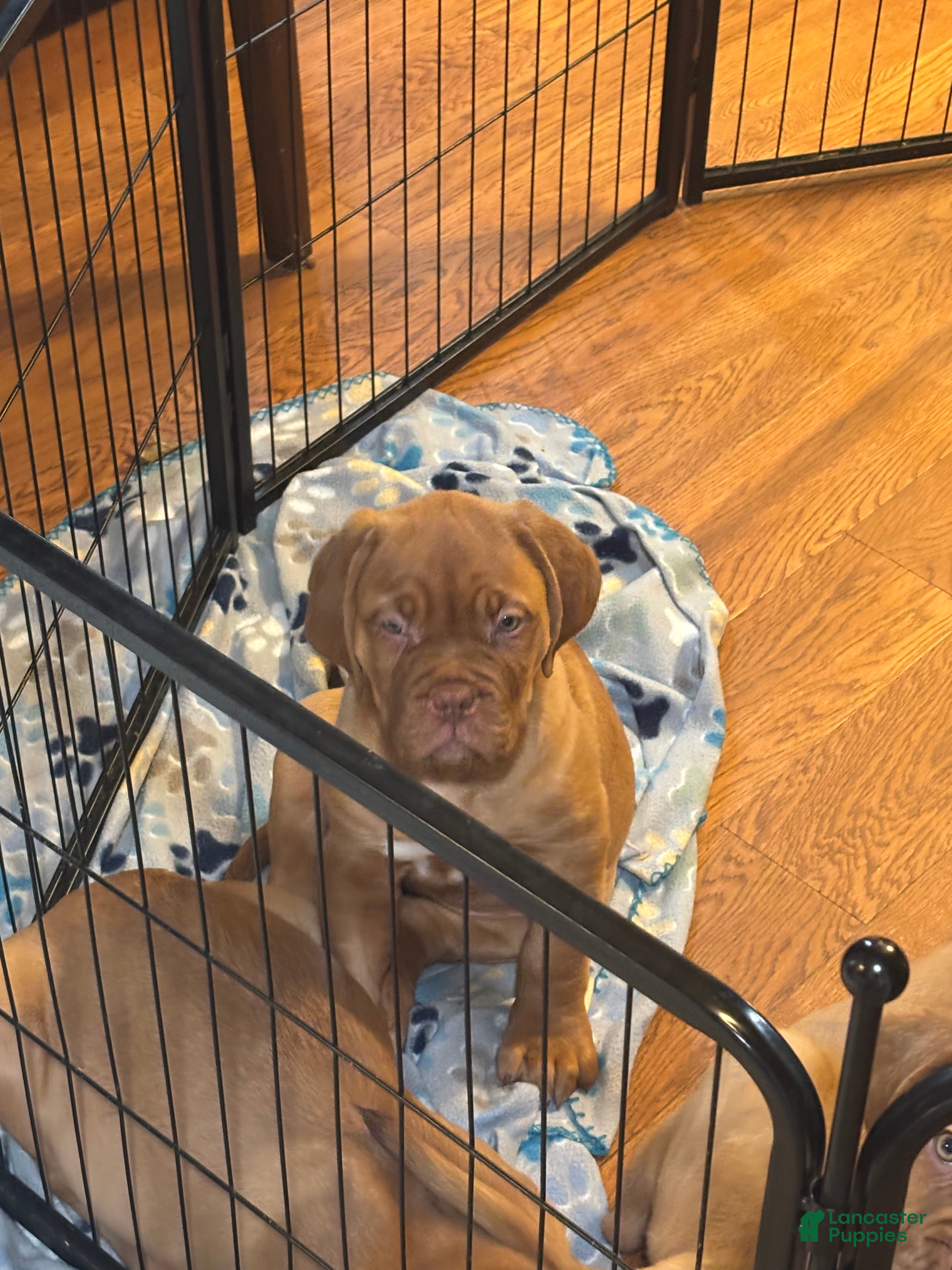 Dogue De Bordeaux dogs Dogue De Bordeaux Puppy 5 - Ad 6