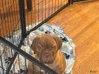 Dogue De Bordeaux dogs Dogue De Bordeaux Puppy 5 - Ad 3