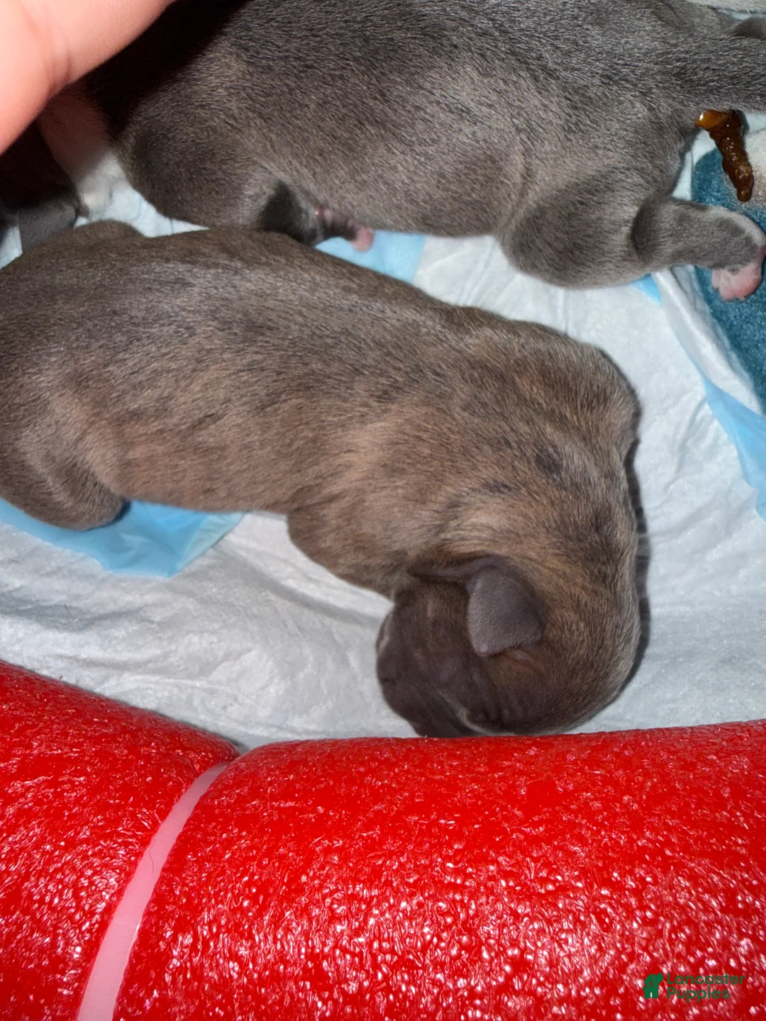 Mixed Breed dogs for sale: Hemara - Ad 1