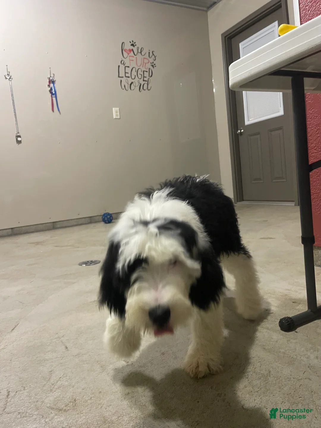 Sheepadoodle dogs for sale: Millie - Ad 5