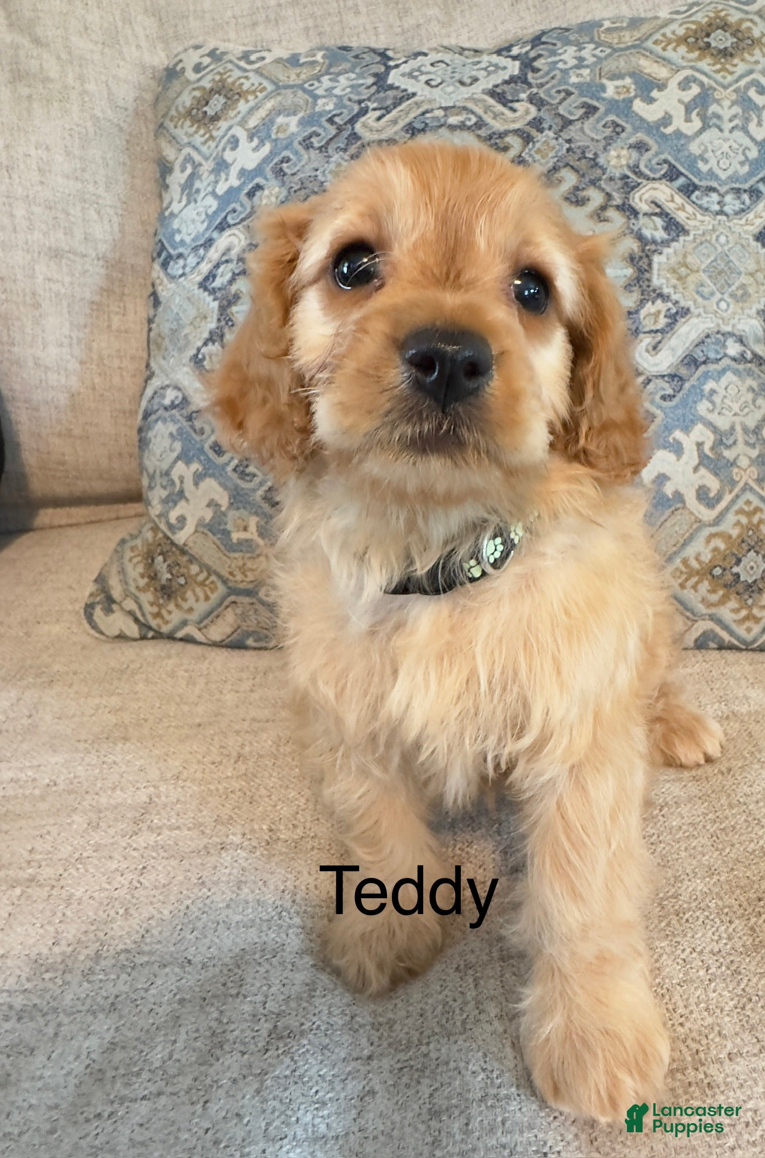 Cavapoo dogs Cavapoo 2 - Ad 2