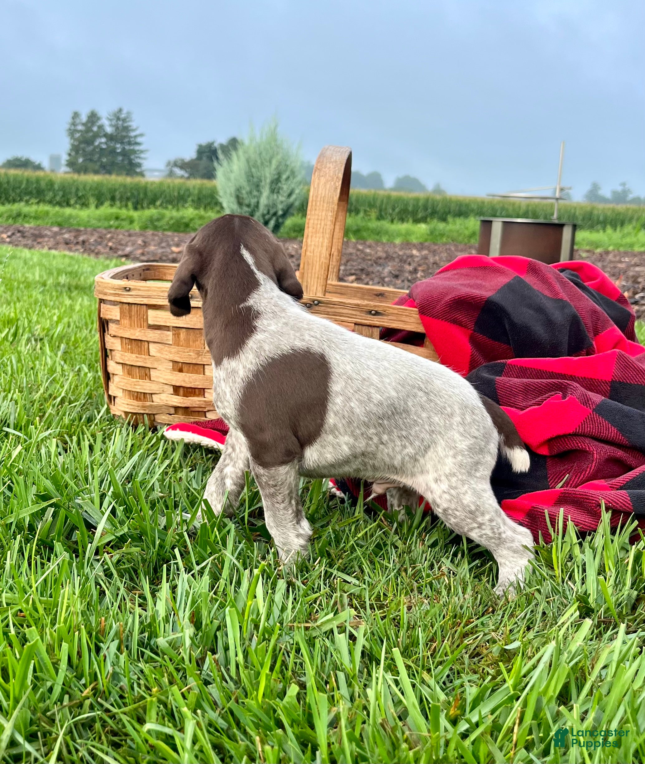 German Shorthaired Pointer dogs Rex❤️Akc reg 🐾 text or call today - Ad 2