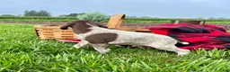 German Shorthaired Pointer dogs for sale: Rex❤️Akc reg 🐾 text or call today - Ad 2