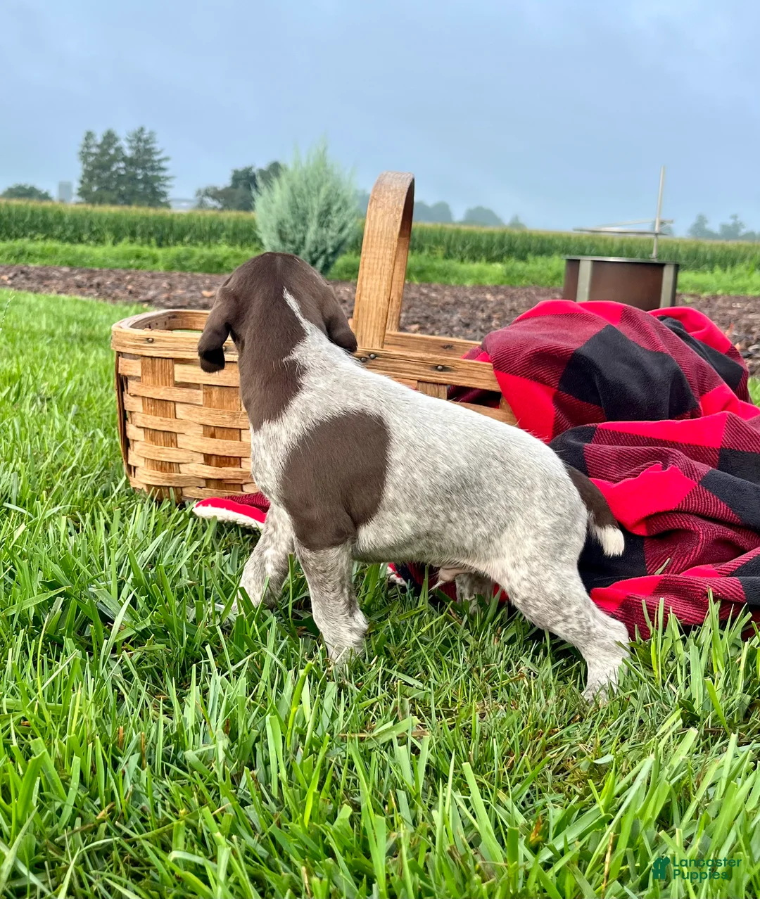 German Shorthaired Pointer dogs for sale: Rex❤️Akc reg 🐾 text or call today - Ad 2
