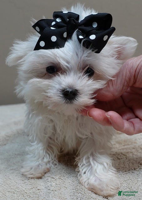 Maltese dogs 1.3 lbs MICRO TEACUP - Ad 8