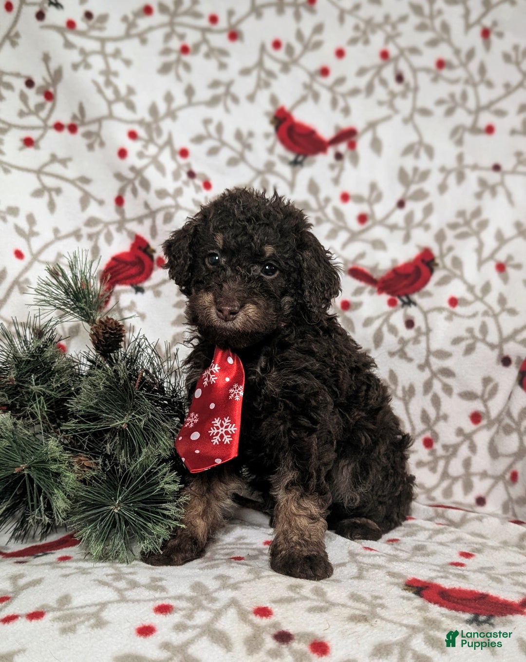 Mini Bernedoodle dogs for sale: Adken Hypoallergenic - Ad 3