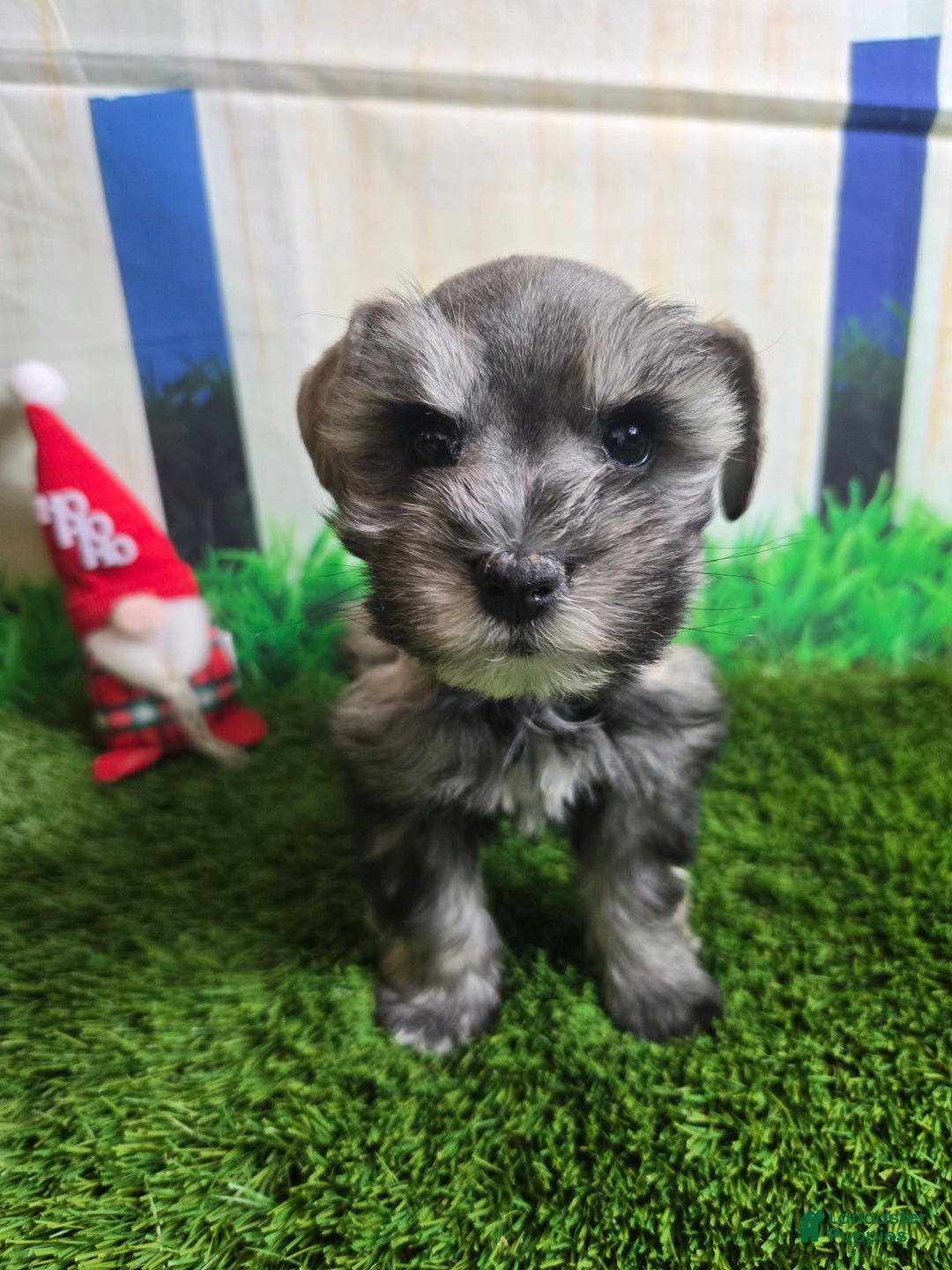 Miniature Schnauzer dogs for sale: Miniature Schnauzer Puppy 1 - Ad 4