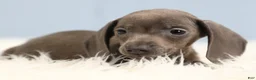 Miniature Dachshund dogs for sale: Beckett 🥏 - Ad 4