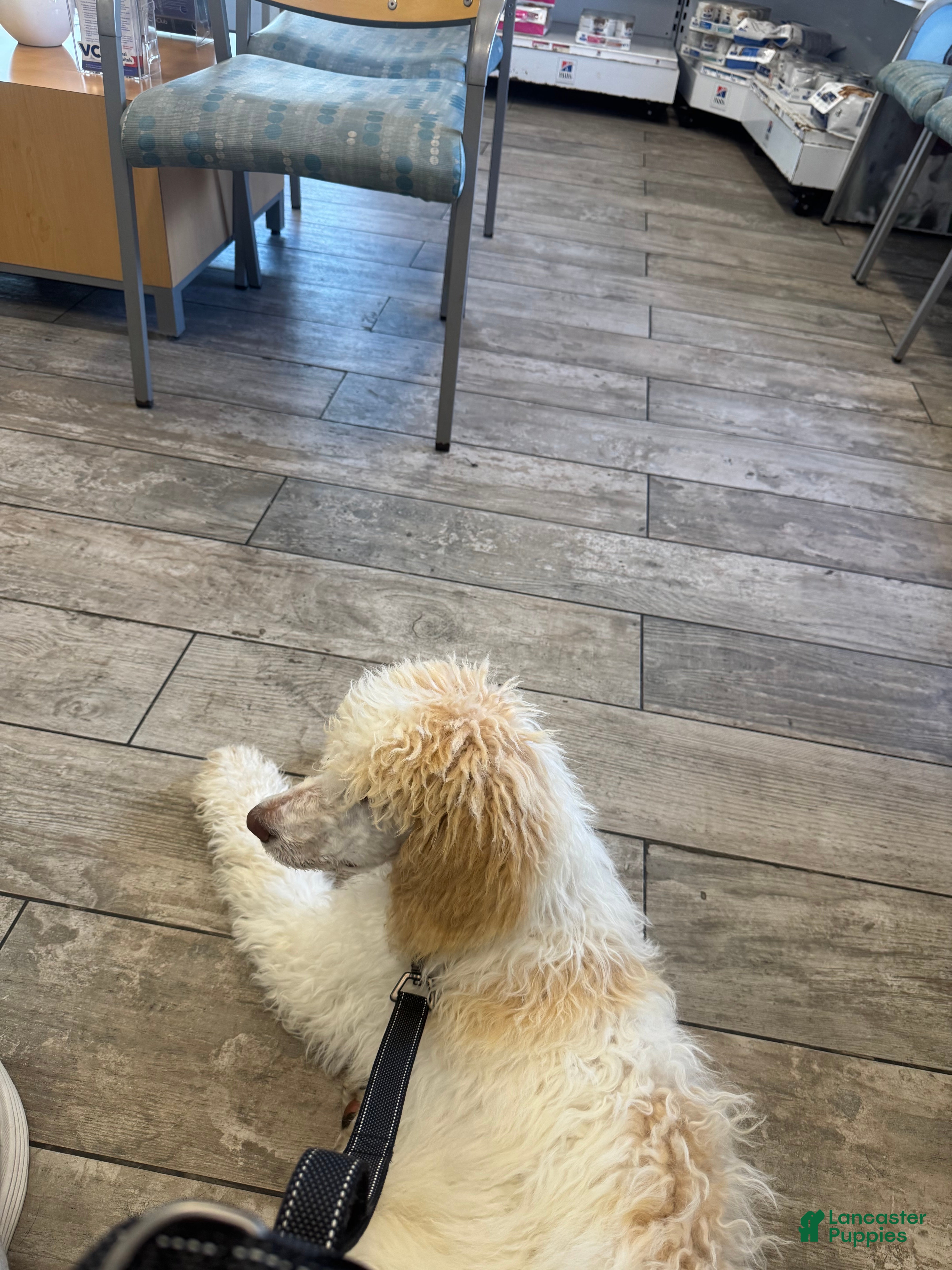 Standard Poodle dogs Pebble AKC Standard Poodle - Ad 2