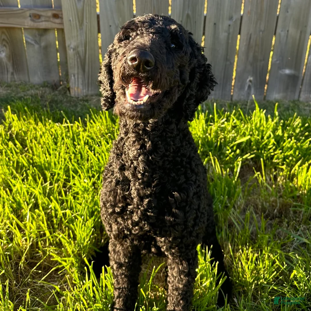 Gallery Image {{count}}