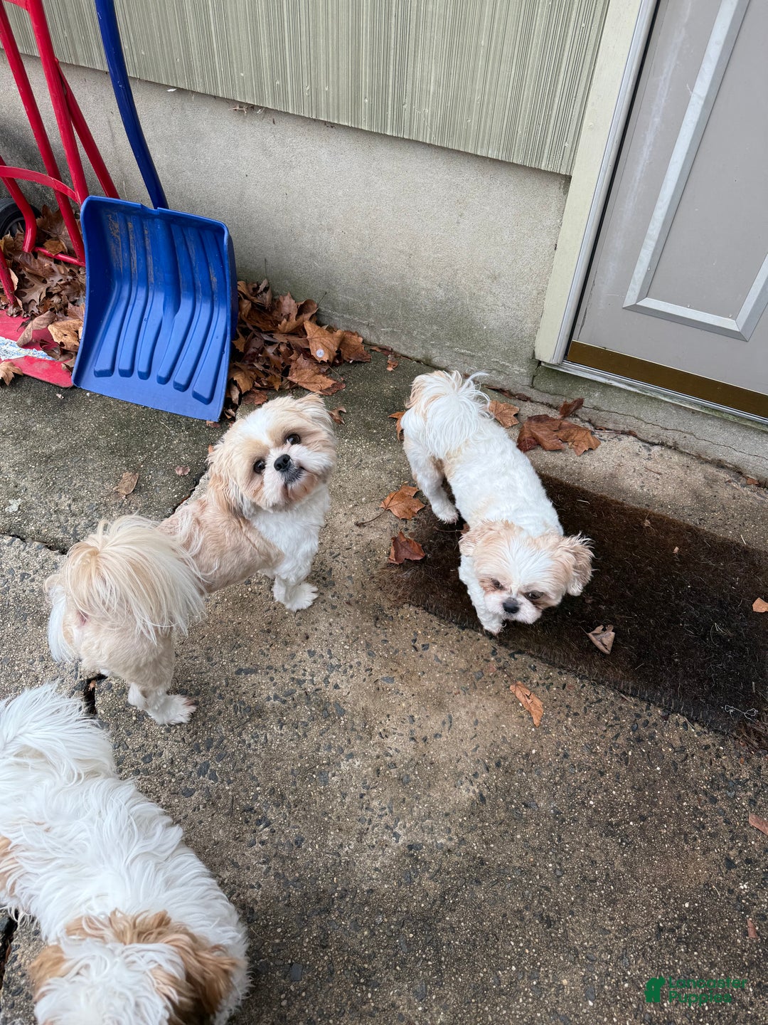 Shih Tzu dogs for sale: Shih Tzu Puppy 1 - Ad 5