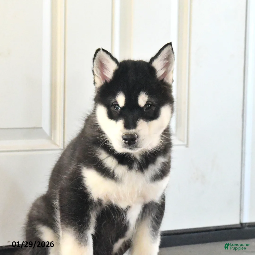 Alaskan Malamute dogs for sale: Jet - Ad 5