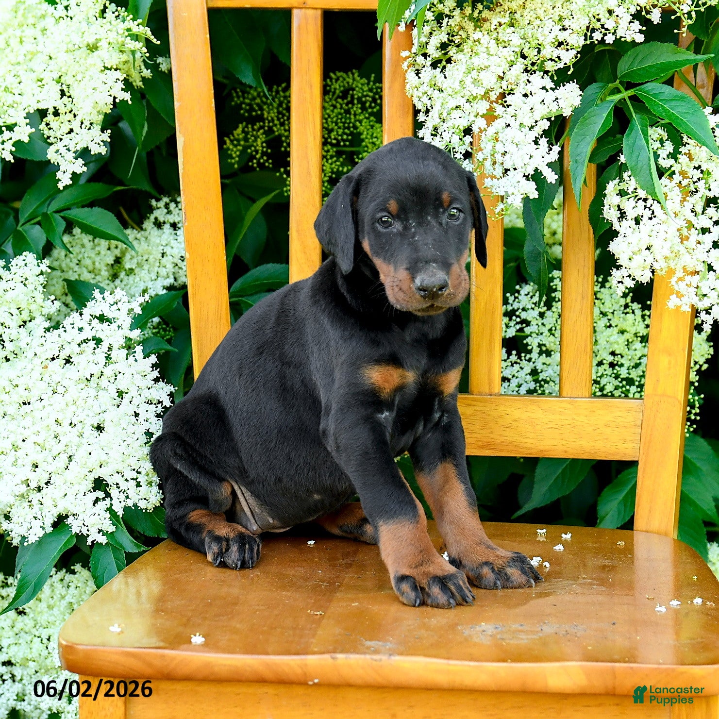 Doberman Pinscher dogs for sale: Lassie - Ad 3