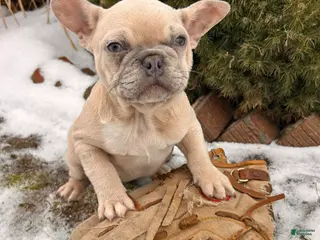 French Bulldog dogs Fiona - Ad 39
