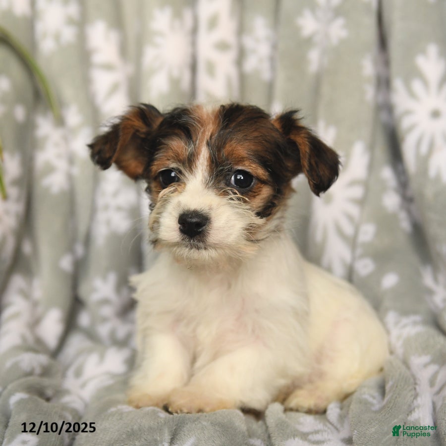 Mixed Breed dogs Mary Ann - Ad 42