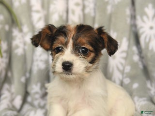 Mixed Breed dogs Mary Ann - Ad 40