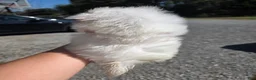 Pomeranian dogs for sale: Pomeranian 2 - Ad 2
