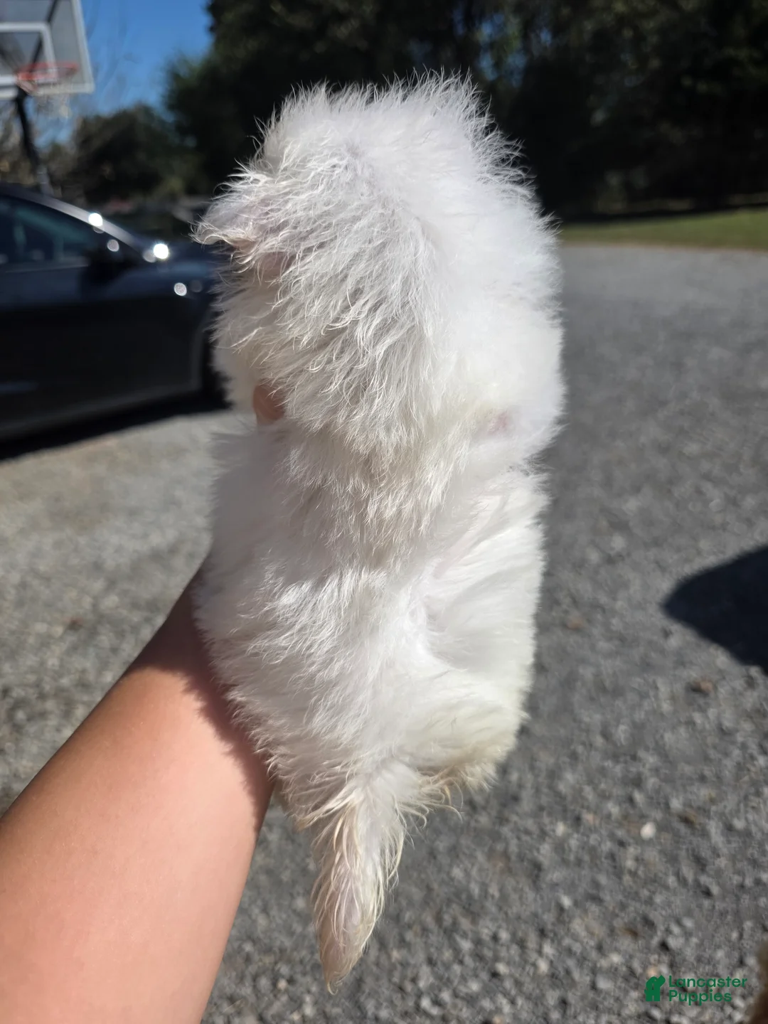 Pomeranian dogs for sale: Pomeranian 2 - Ad 2
