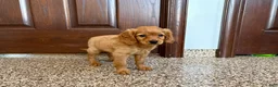 Mixed Breed dogs for sale: Cavapoo/Cockapoo female 1 - Ad 5