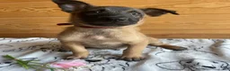 Belgian Malinois dogs for sale: Duke - Ad 4