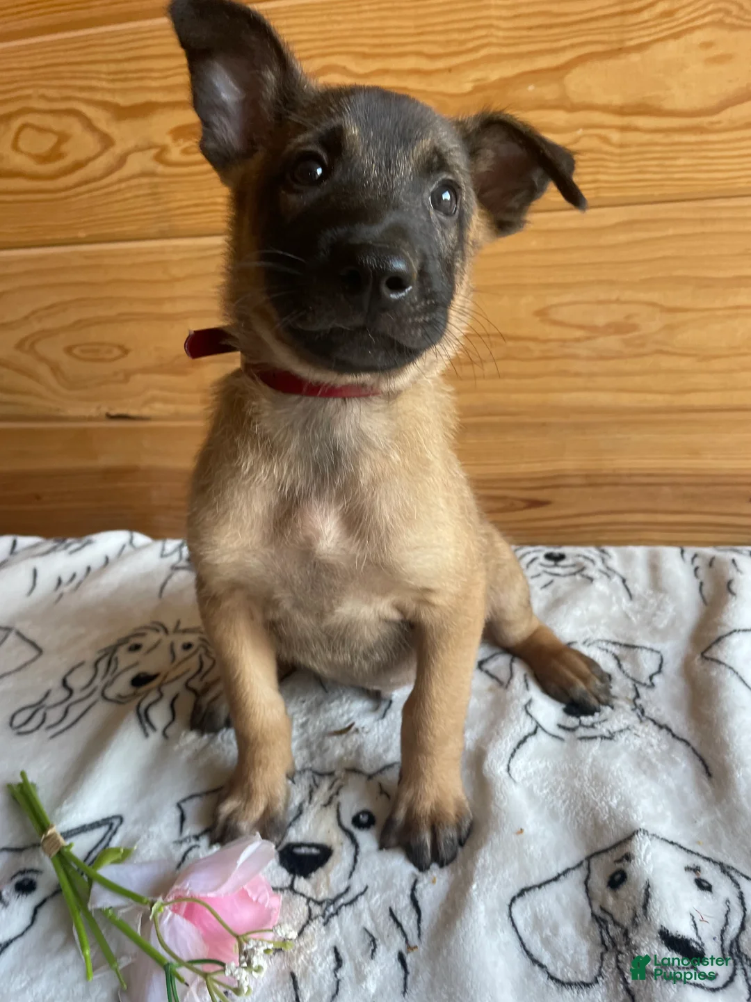 Belgian Malinois dogs for sale: Duke - Ad 4
