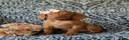 Vizsla dogs for sale: Kamille - Ad 3