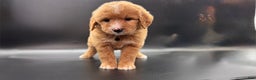 Mini Goldendoodle dogs for sale: Tango F One - Ad 2