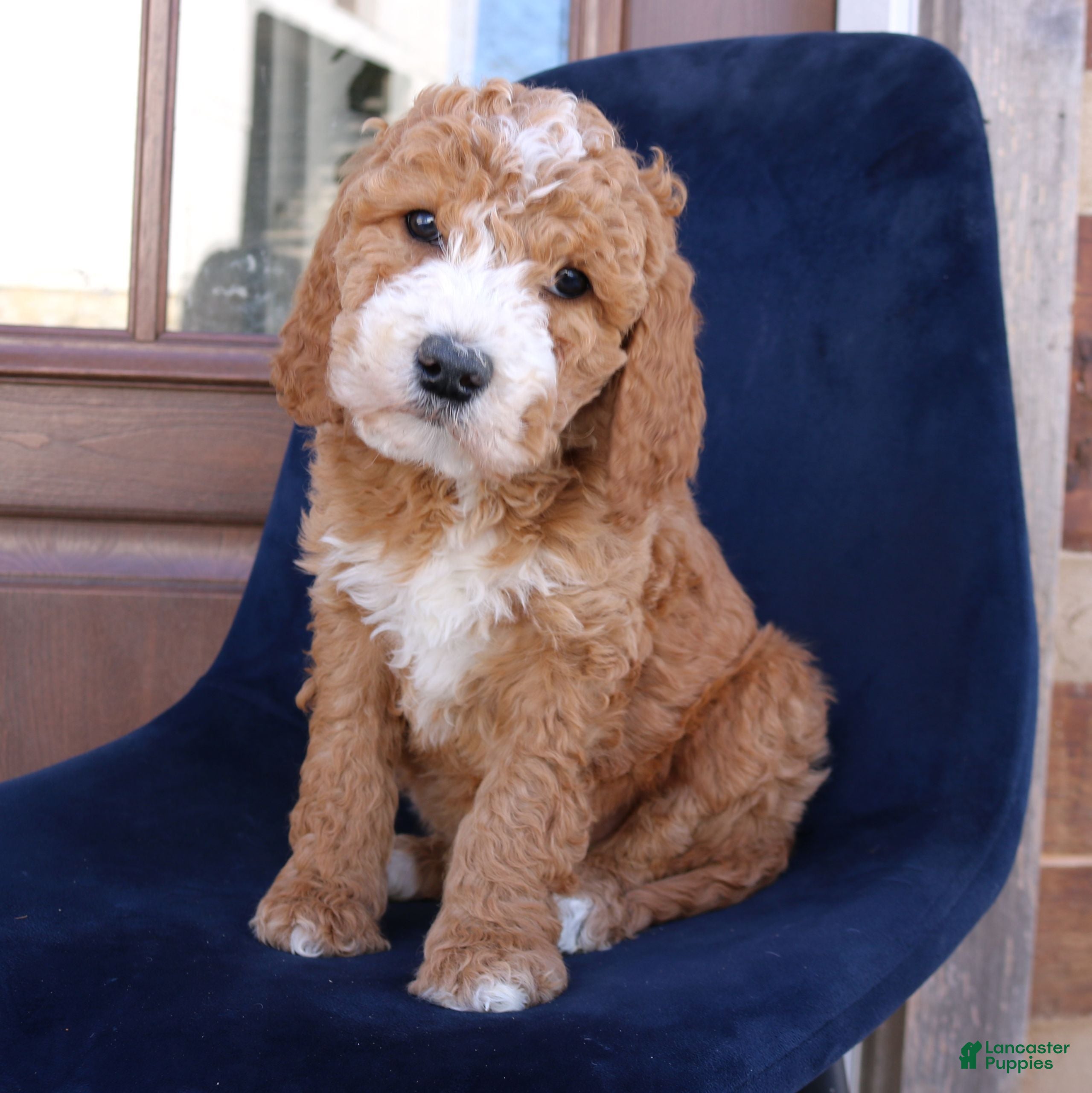 Goldendoodle dogs Phoenix  - Ad 4