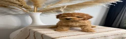 Mini Goldendoodle dogs for sale: Gold Boy - Ad 4