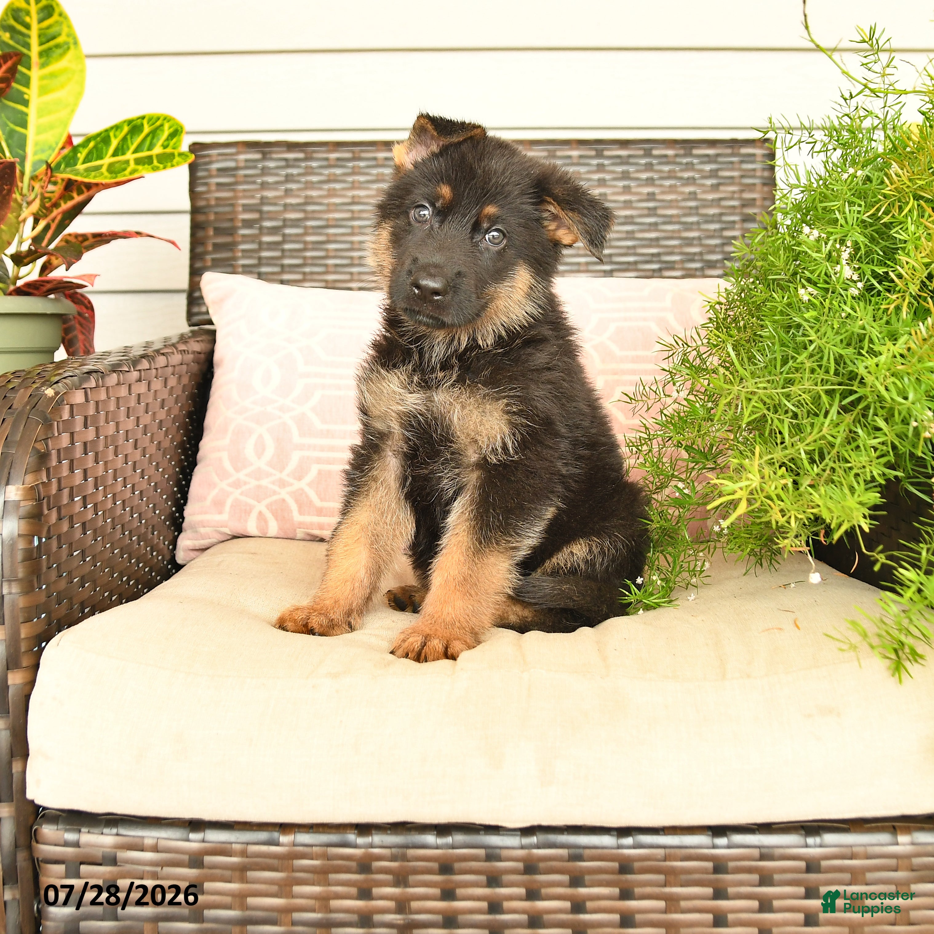 German Shepherd dogs Levi - Ad 1