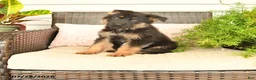 German Shepherd dogs for sale: Levi - Ad 1