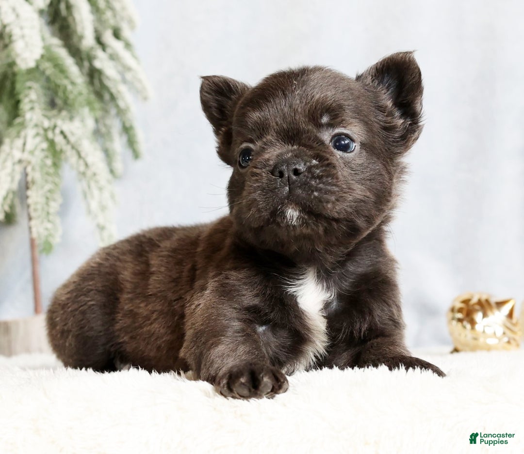 French Bulldog dogs for sale: Hank - Ad 5