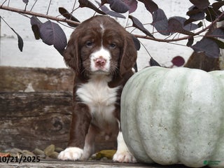 English Springer Spaniel dogs Mac - Ad 2