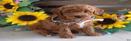 Toy Poodle dogs for sale: Payton - Ad 4