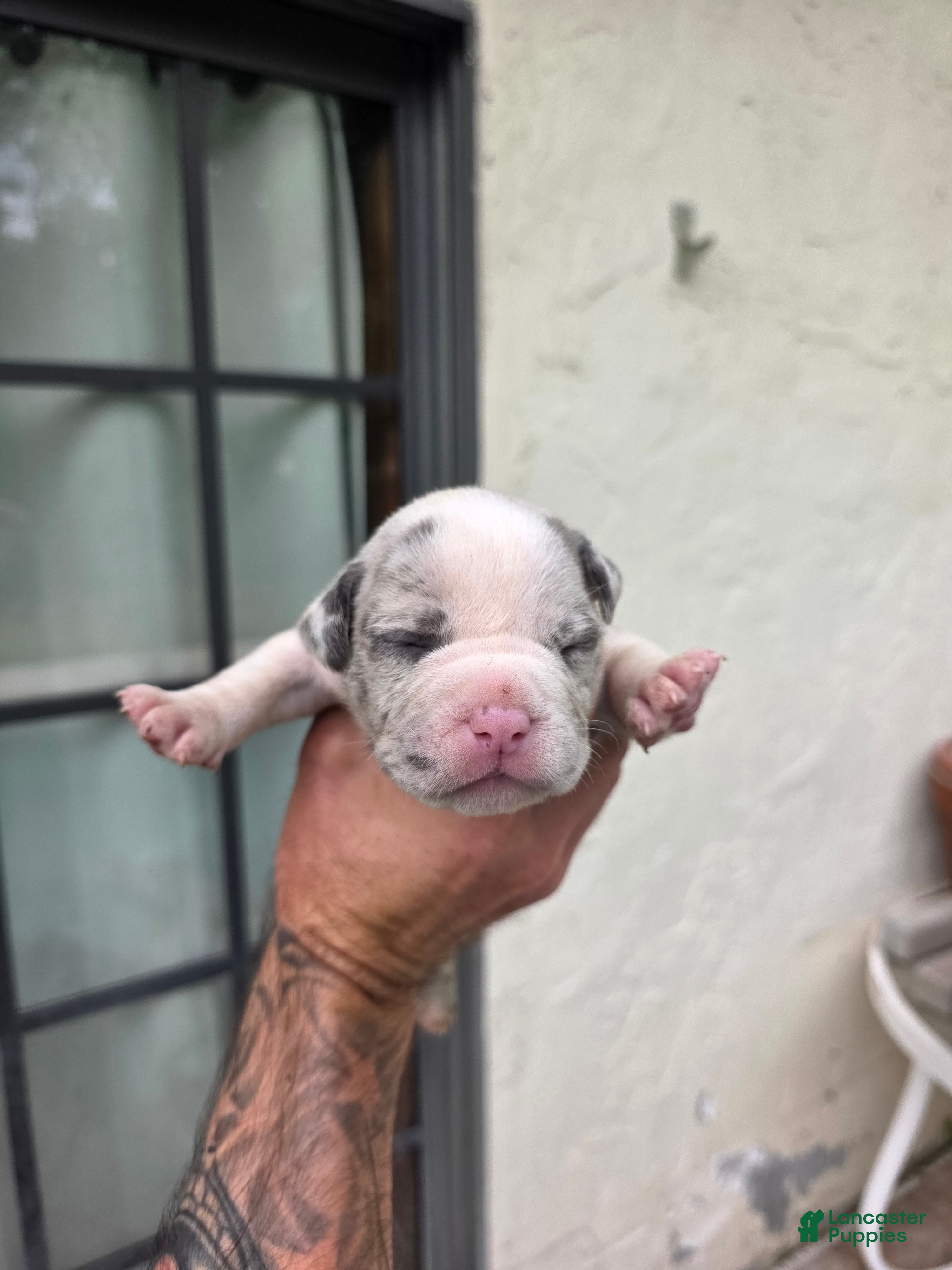 American Bully dogs American Bully 5 - Ad 38