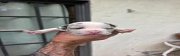 American Bully dogs for sale: American Bully 9 - Ad 13