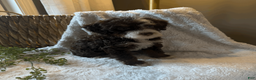 Mini Bernedoodle dogs for sale: Willow - Ad 10