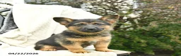 Mixed Breed dogs for sale: Patriot  - Ad 1