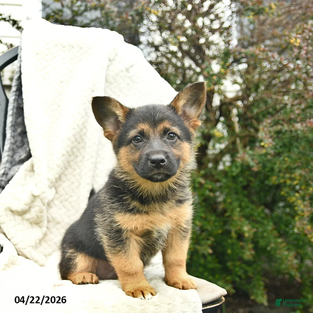 Mixed Breed dogs for sale: Patriot  - Ad 1