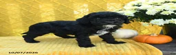 Mini Goldendoodle dogs for sale: Prince   - Ad 4