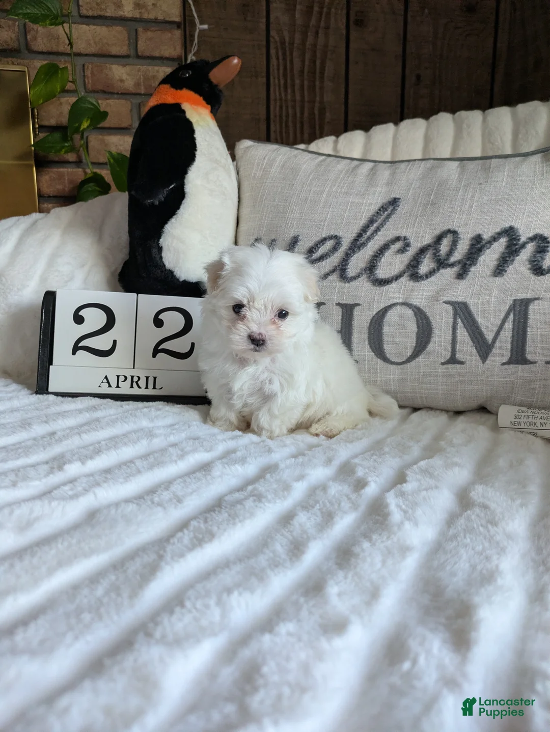 Maltese dogs for sale: Carolina  - Ad 12