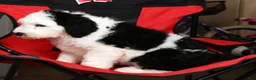 Sheepadoodle dogs for sale: Henry - Ad 8
